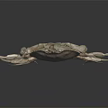 Brown Crab with Detailed Shell and Long Legs Displayed on Dark Background with Reflection 3d model