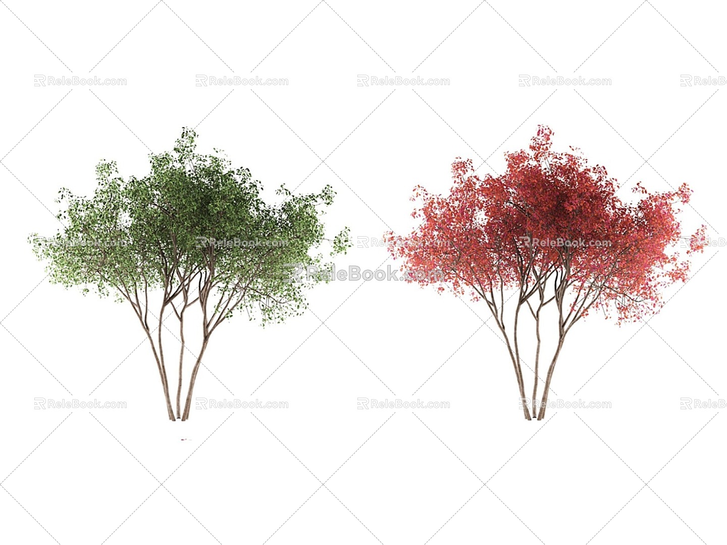 landscape tree red maple model