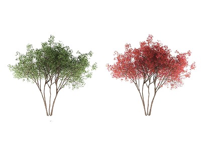 landscape tree red maple 3d model