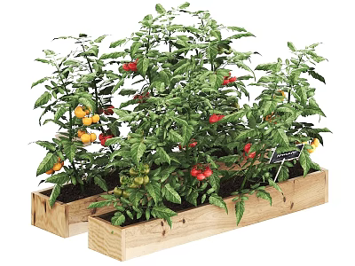 Vibrant Tomato Plants Growing In Wooden Planters With Colorful Fruits And Green Leaves 3d model