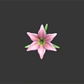 Single Beautiful Pink Lily With Pink Petals Green Stem And Fresh Leaves