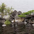 Garden Ornamental Rockery With Flowing Water White Swans Pine Trees And Green Plants