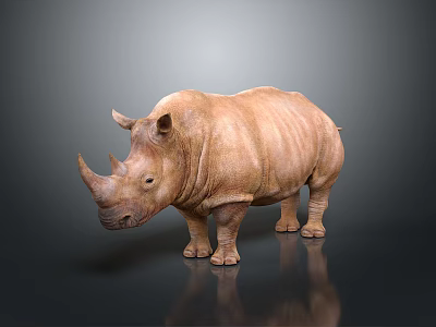 Brown Rhinoceros Standing on Dark Background With Detailed Skin Texture And Reflection 3d model