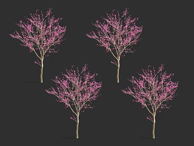 Four Pink Flowering Trees With Delicate Blossoms For Garden Landscape Decoration 3d model