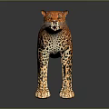 Realistic Standing Leopard With Spotted Fur On Dark Background And Reflection 3d model