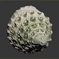 Marine Mollusk With White And Green Conical Wavy Raised Shell On Black Background With Reflection