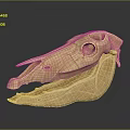 Animal Skull 3D Model With Detailed Structure Light Brown Color And Dark Background
