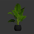 Green Leaf Plant With Large Veined Leaves In Black Pot On Dark Background