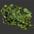 Lush Green Hanging Plant With Trailing Vines And Fresh Lush Leaves