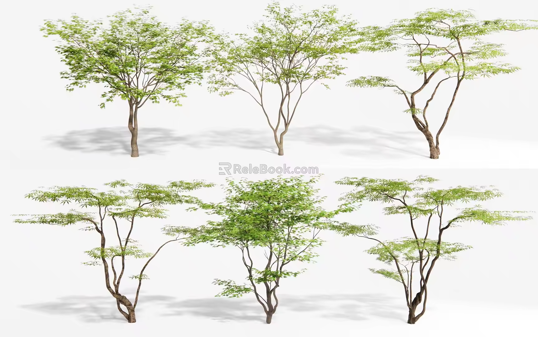 Maple Tree Landscape Tree Maple Tree 3d model