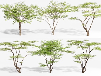 Maple Tree Landscape Tree Maple Tree 3d model