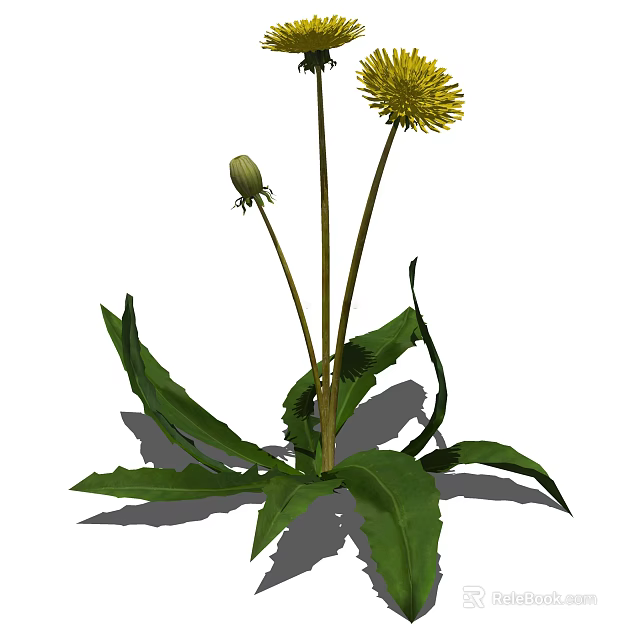 Dandelion Plant With Yellow Flower Green Leaves And Long Stems In Nature 3d model 