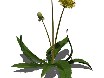 Dandelion Plant With Yellow Flower Green Leaves And Long Stems In Nature 3d model