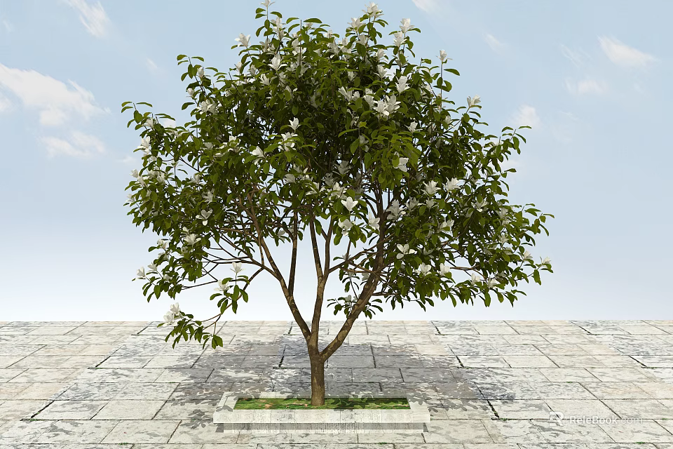 Deciduous Tree With Green Leaves And White Flowers Growing On Stone Pavement Under Blue Sky 3d model 