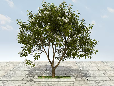 Deciduous Tree With Green Leaves And White Flowers Growing On Stone Pavement Under Blue Sky 3d model