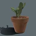 Succulent Plant With Green Leaves In Terracotta Pot On Gray Background With Shadow