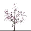 Beautiful Blooming Tree Covered In Pink Flowers Against Gray Backdrop