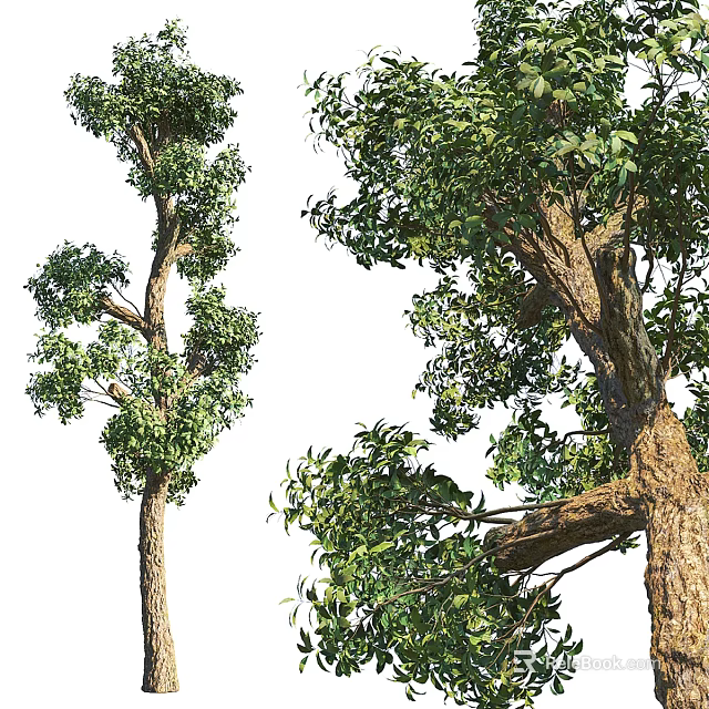 Lush Arbor Trees With Straight Trunk Branched Structure And Dense Green Foliage 3d model 