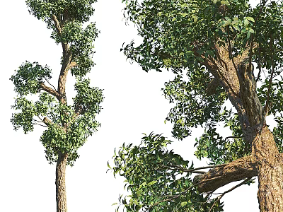 Lush Arbor Trees With Straight Trunk Branched Structure And Dense Green Foliage 3d model