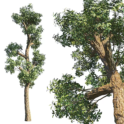 Lush Arbor Trees With Straight Trunk Branched Structure And Dense Green Foliage 3d model