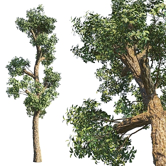 landscape tree big tree 3d model