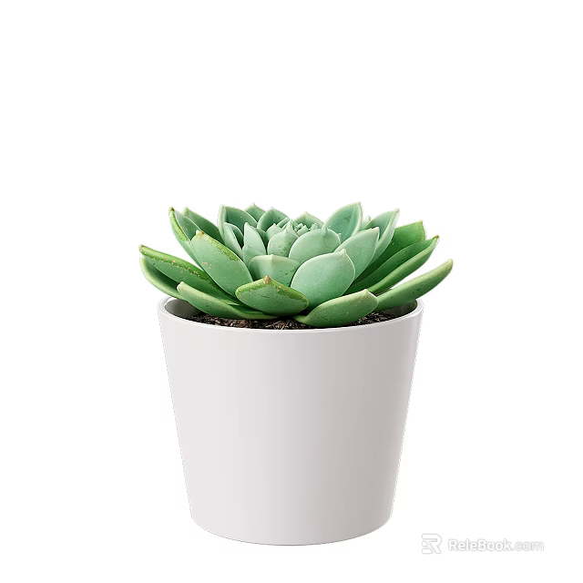 Green Succulent Potted Plant With Fresh Healthy Leaves In White Pot 3d model 