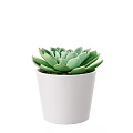 Green Succulent Potted Plant With Fresh Healthy Leaves In White Pot