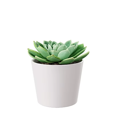 Green Succulent Potted Plant With Fresh Healthy Leaves In White Pot 3d model