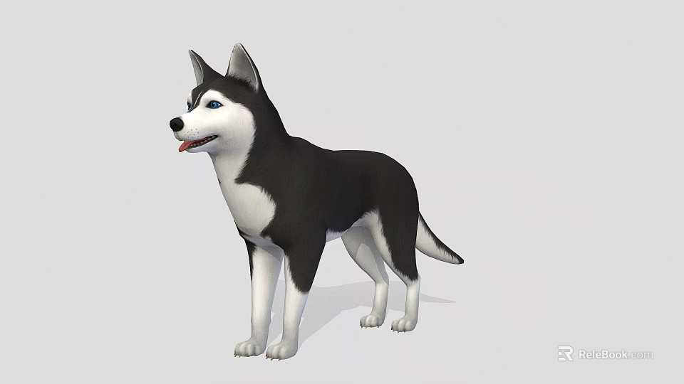 3D Rendered Husky Dog With Black And White Coat In Standing Pose On Gray Background 3d model 