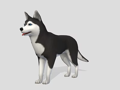 3D Rendered Husky Dog With Black And White Coat In Standing Pose On Gray Background 3d model
