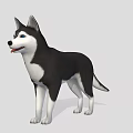 3D Rendered Husky Dog With Black And White Coat In Standing Pose On Gray Background