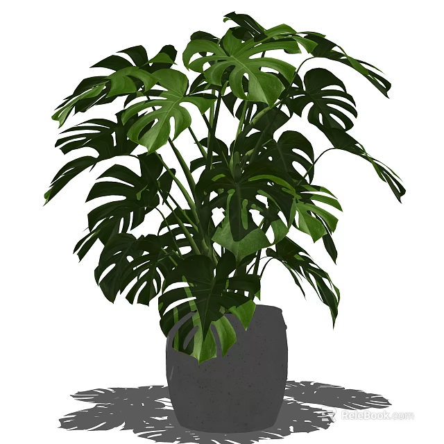 Monstera Bonsai Potted Plant with Large Green Leaves in Grey Ceramic Pot 3d model 