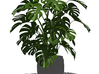 Monstera Bonsai Potted Plant with Large Green Leaves in Grey Ceramic Pot 3d model
