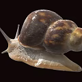 Reptile Snail Featuring Brown Shell And White Body On Black Background