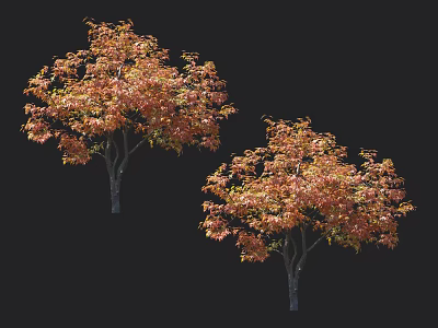 Two Vibrant Trees with Orange Red Autumn Leaves Isolated on Black Background 3d model