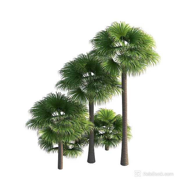 Lush Tropical Palm Trees With Green Fronds And Tall Straight Trunks In Natural Environment 3d model 