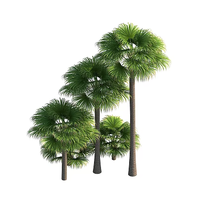 Lush Tropical Palm Trees With Green Fronds And Tall Straight Trunks In Natural Environment 3d model