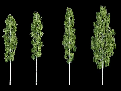 Tall Trees With White Trunks And Green Leaves In Various Shapes Isolated On Black Background 3d model
