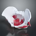 Female Pelvis 3D Medical Anatomical Model Showing Detailed Muscle Structure