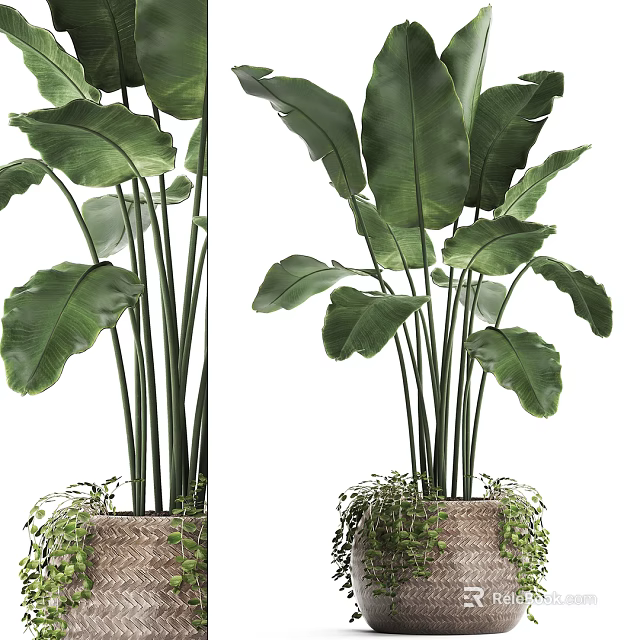 Lush Potted Plant with Large Green Leaves in Woven Basket and Trailing Vines 3d model 