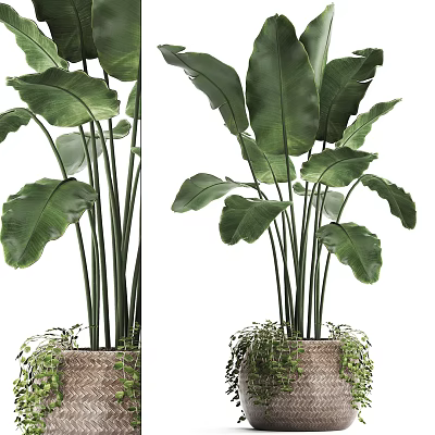 Lush Potted Plant with Large Green Leaves in Woven Basket and Trailing Vines 3d model