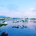 Beautiful Pink Lotus Flowers and Green Leaves on Water Surface with Blue Sky White Clouds
