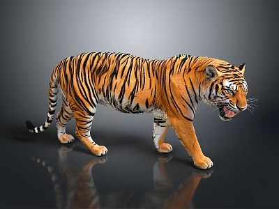 Tiger With Striped Fur Walking In Gray Background Showing Open Mouth And Ground Reflection 3d model
