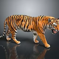 Tiger With Striped Fur Walking In Gray Background Showing Open Mouth And Ground Reflection