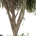Modern Tree Pool Landscape Tree 3d model