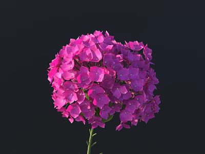 Pink Hydrangea Flower Spherical Bloom With Dense Vibrant Petals Against Black Background 3d model