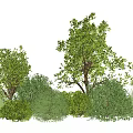 Green Shrubs With Various Types And Lush Foliage For Garden Landscaping