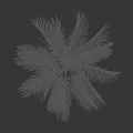 Healthy Tropical Palm Tree With Lush Green Fronds And Slender Trunk