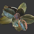 Vibrant Indoor Houseplant With Green And Red Leaves In Brown Decorative Pot