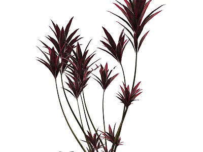 Decorative Shrub with Red and Purple Leaves and Slender Stems for Home Garden Decoration 3d model